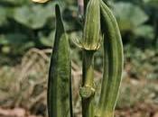 Verduras fruto comestible