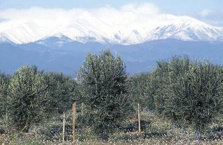 La nueva imagen del aceite DAURO se presenta en Madrid Fusión