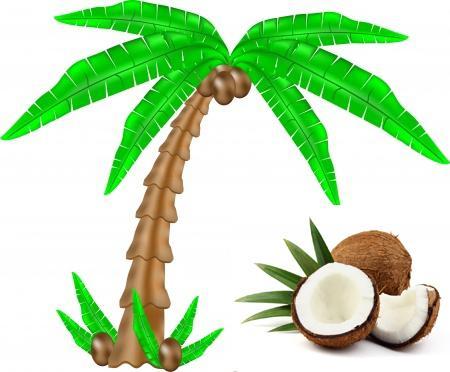 cocos nucifera