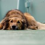 Vómitos en los perros vómitos en los perros