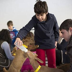 Escolares y profesionales conocen de cerca a la cabra malagueña