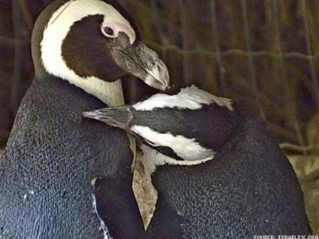 Pareja de pingüinas lesbianas en un zoo de Israel