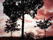 Androidografia Barakaldo CCCXCIV. Planta Arbol