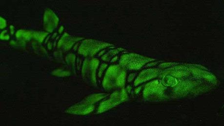 tiburón biofluorescente