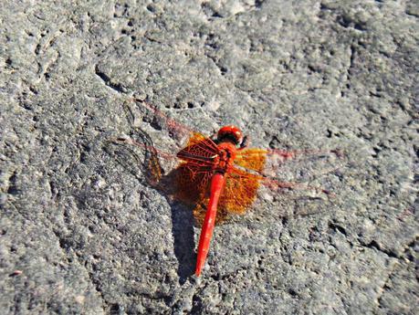 Los wadis de Omán, ríos de vida Los wadis de Omán, ríos de vida