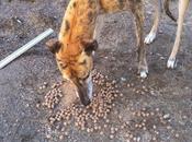 Galgo adopción. urgente!! (segovia)