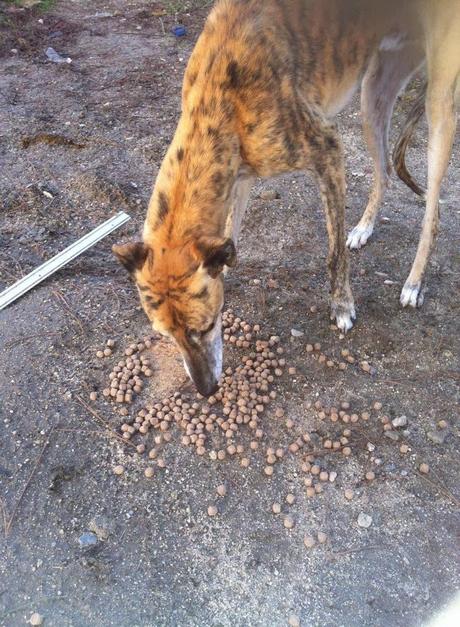 GALGO EN ADOPCIÓN. URGENTE!! (SEGOVIA)