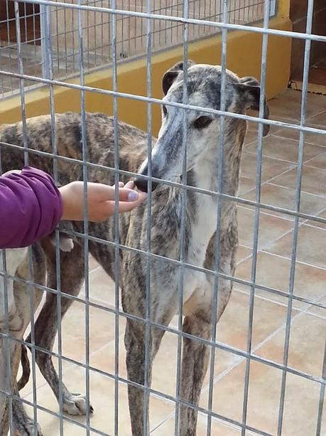 ANAKIN, ESPERA ENTRE LOS BARROTES DE LA PERRERA.