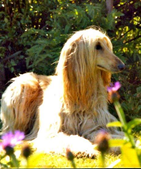 Lo que no se lleva Sosias canino de antigua novia