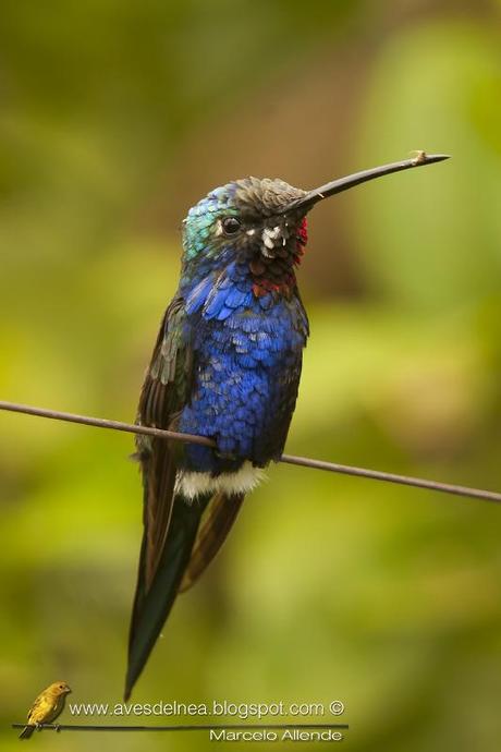 Picaflor de barbijo (Blue-tufted Starthroat) Heliomaster furcifer Picaflor de barbijo (Blue-tufted Starthroat) Heliomaster furcifer