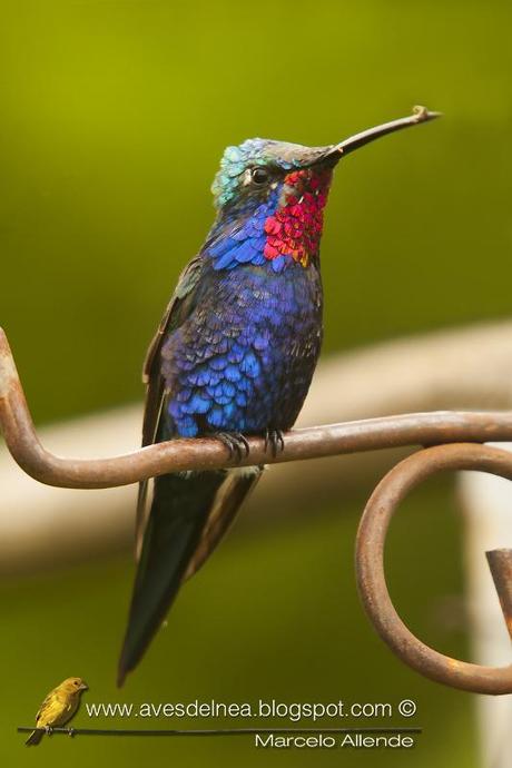 Picaflor de barbijo (Blue-tufted Starthroat) Heliomaster furcifer