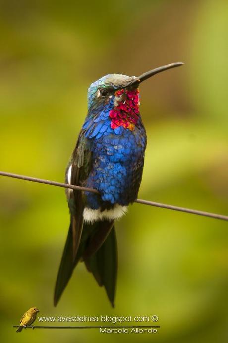 Picaflor de barbijo (Blue-tufted Starthroat) Heliomaster furcifer Picaflor de barbijo (Blue-tufted Starthroat) Heliomaster furcifer