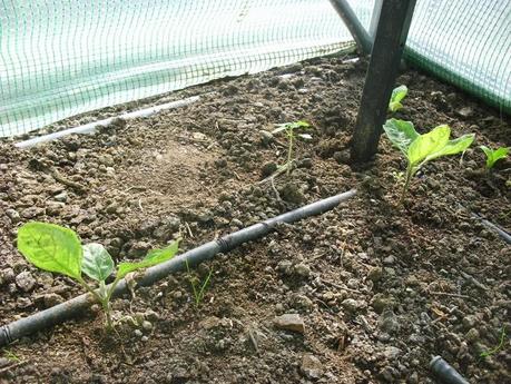 DESARROLLO DE LAS PLANTAS DE MI INVERNADERO (cap. 2º)