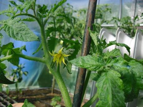 DESARROLLO DE LAS PLANTAS DE MI INVERNADERO (cap. 2º)