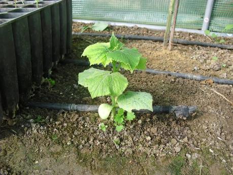 DESARROLLO DE LAS PLANTAS DE MI INVERNADERO (cap. 2º)