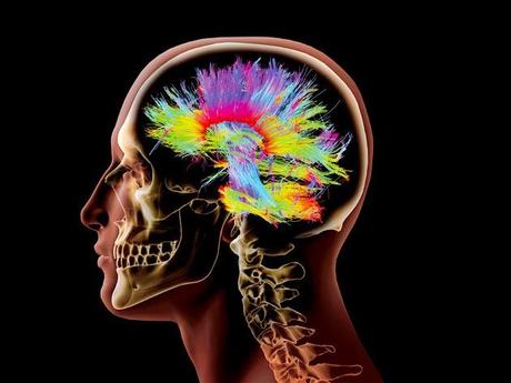 diferencias entre el cerebro de una mujer y el de un hombre.