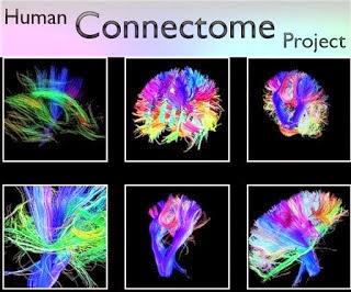 LOS MAPAS DEL CONECTOMA HUMANO RESUELVEN GRANDES INCÓGNITAS