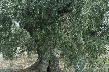 AOVES 5 ELEMENTOS. FINCA LA PONTEZUELA