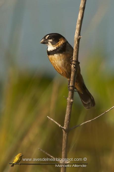 Corbatita dominó (Rusty-collared Seedeater) Sporophila collaris