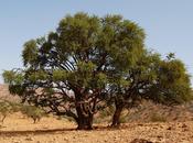 aceite argán: líquido Marruecos