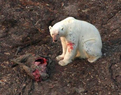 oso polar se alimenta de un caribú