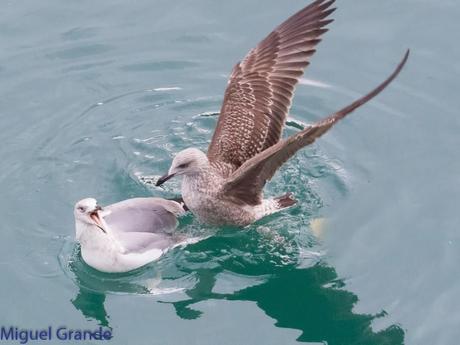 VUELTA POR EL CANTÁBRICO-ARAOS Y COLIMBO ÁRTICO
