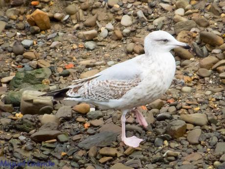 VUELTA POR EL CANTÁBRICO-ARAOS Y COLIMBO ÁRTICO