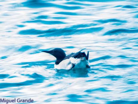 VUELTA POR EL CANTÁBRICO-ARAOS Y COLIMBO ÁRTICO