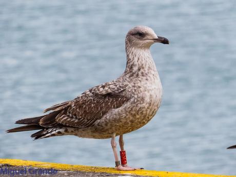 VUELTA POR EL CANTÁBRICO-ARAOS Y COLIMBO ÁRTICO