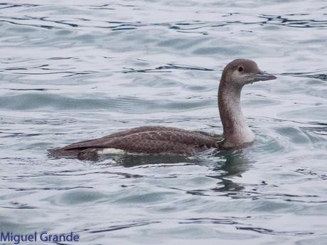VUELTA POR EL CANTÁBRICO-ARAOS Y COLIMBO ÁRTICO