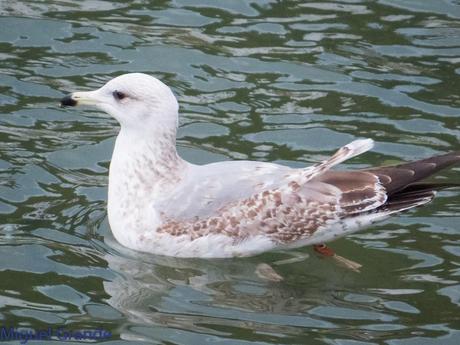 VUELTA POR EL CANTÁBRICO-ARAOS Y COLIMBO ÁRTICO