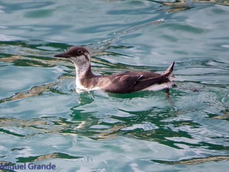 VUELTA POR EL CANTÁBRICO-ARAOS Y COLIMBO ÁRTICO