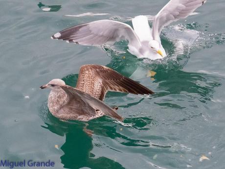 VUELTA POR EL CANTÁBRICO-ARAOS Y COLIMBO ÁRTICO