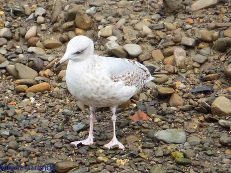 VUELTA POR EL CANTÁBRICO-ARAOS Y COLIMBO ÁRTICO