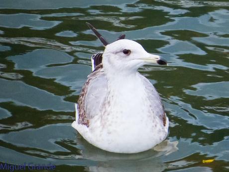 VUELTA POR EL CANTÁBRICO-ARAOS Y COLIMBO ÁRTICO