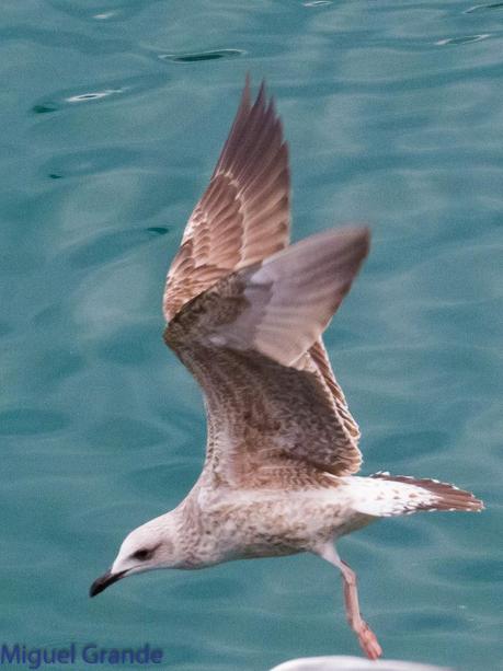 VUELTA POR EL CANTÁBRICO-ARAOS Y COLIMBO ÁRTICO
