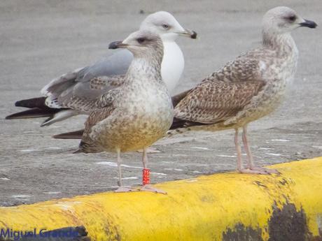 VUELTA POR EL CANTÁBRICO-ARAOS Y COLIMBO ÁRTICO