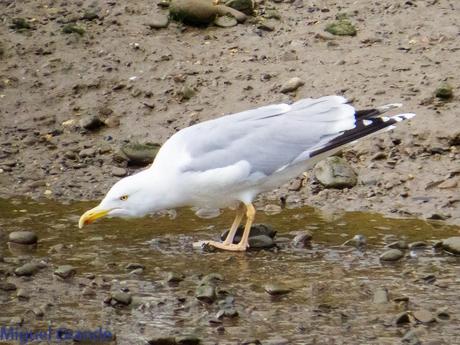 VUELTA POR EL CANTÁBRICO-ARAOS Y COLIMBO ÁRTICO