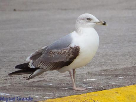 VUELTA POR EL CANTÁBRICO-ARAOS Y COLIMBO ÁRTICO