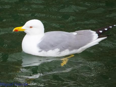 VUELTA POR EL CANTÁBRICO-ARAOS Y COLIMBO ÁRTICO