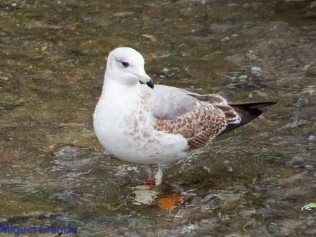 VUELTA POR EL CANTÁBRICO-ARAOS Y COLIMBO ÁRTICO