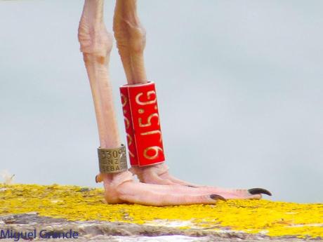 VUELTA POR EL CANTÁBRICO-ARAOS Y COLIMBO ÁRTICO