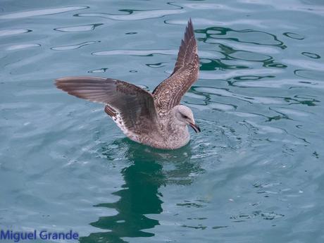 VUELTA POR EL CANTÁBRICO-ARAOS Y COLIMBO ÁRTICO