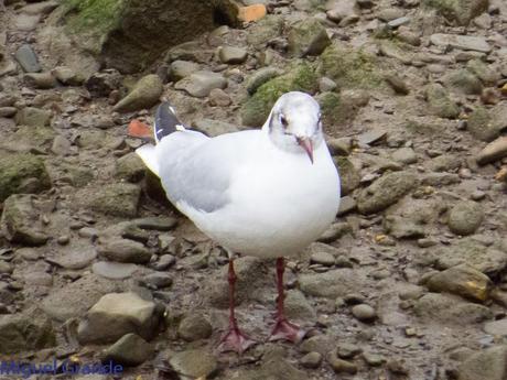 VUELTA POR EL CANTÁBRICO-ARAOS Y COLIMBO ÁRTICO