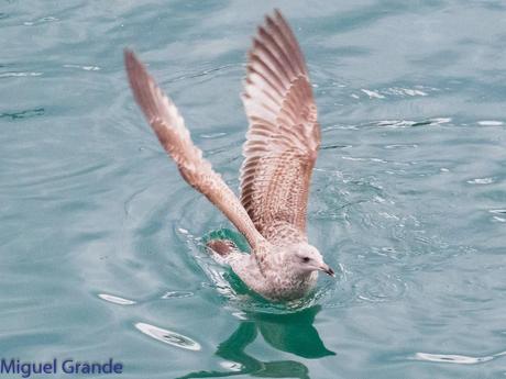 VUELTA POR EL CANTÁBRICO-ARAOS Y COLIMBO ÁRTICO