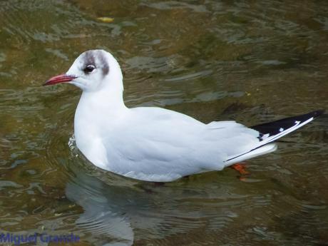 VUELTA POR EL CANTÁBRICO-ARAOS Y COLIMBO ÁRTICO