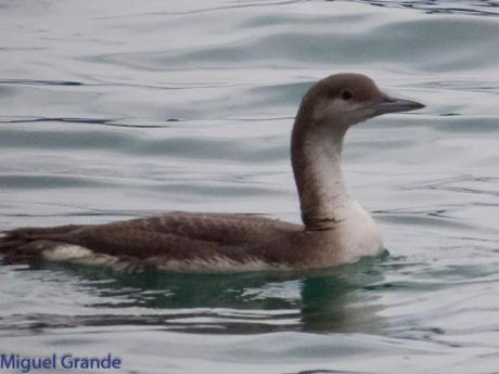 VUELTA POR EL CANTÁBRICO-ARAOS Y COLIMBO ÁRTICO