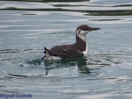 VUELTA POR EL CANTÁBRICO-ARAOS Y COLIMBO ÁRTICO