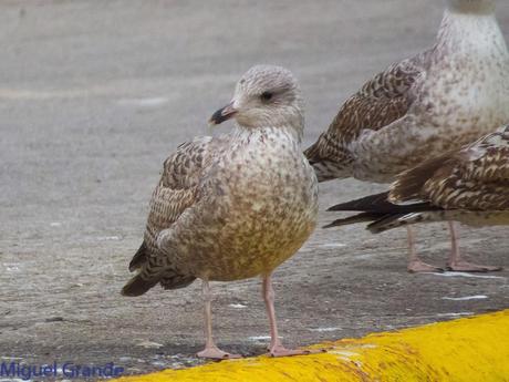 VUELTA POR EL CANTÁBRICO-ARAOS Y COLIMBO ÁRTICO