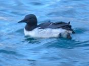 Vuelta cantábrico-araos colimbo ártico